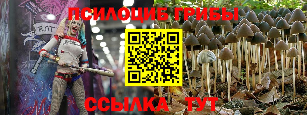 Псилоцибиновые грибы Psilocybine cubensis Петрозаводск